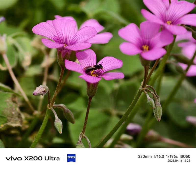 史上首款手机“大炮”！vivo X200 Ultra评测：自带外挂的全能V单