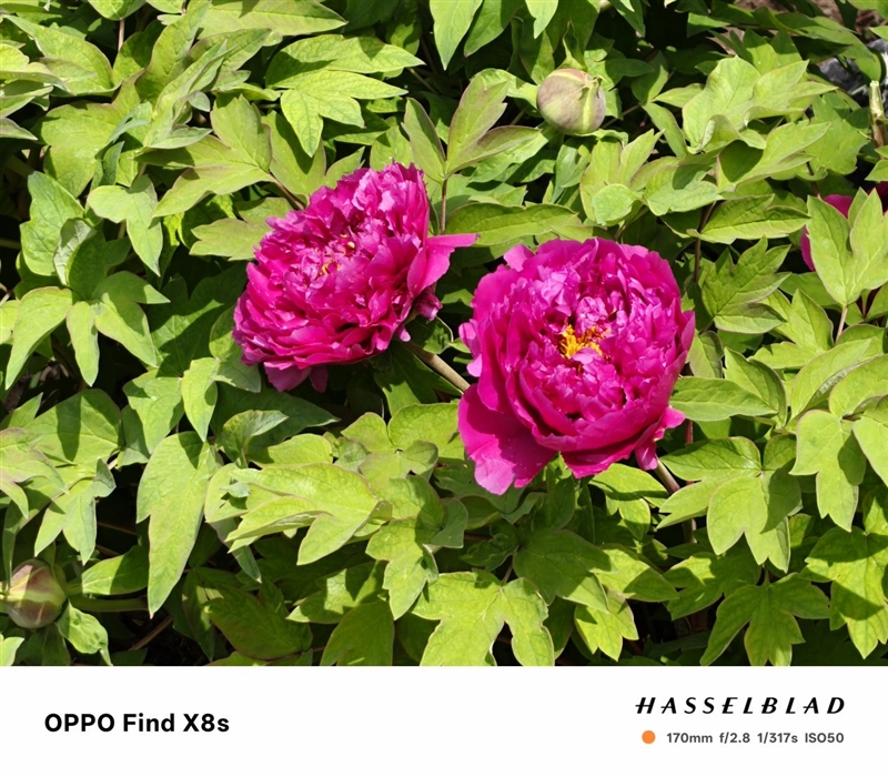 重新定义小屏旗舰！OPPO Find X8s评测：续航拍照再无后顾之忧