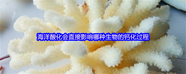 海洋酸化会直接影响哪种生物的钙化过程