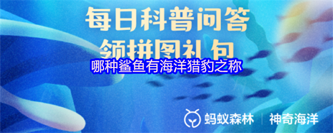哪种鲨鱼有海洋猎豹之称