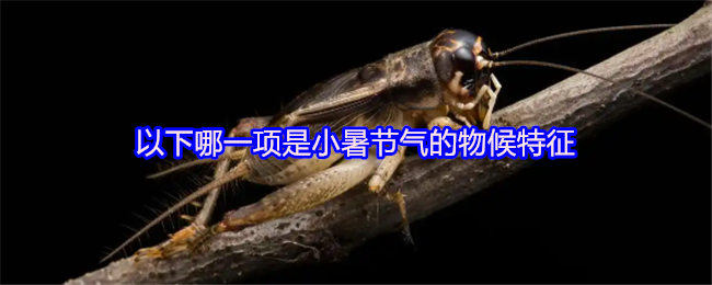 以下哪一项是小暑节气的物候特征