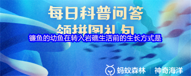 镰鱼的幼鱼在转入岩礁生活前的生长方式是