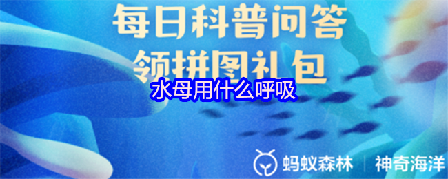 水母用什么呼吸