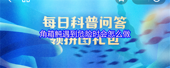 角箱鲀遇到危险时会怎么做