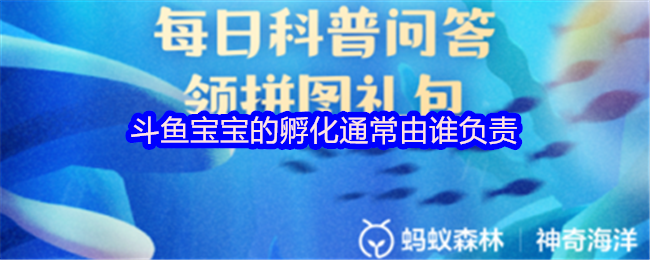 斗鱼宝宝的孵化通常由谁负责