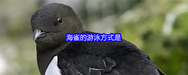 海雀的游泳方式是