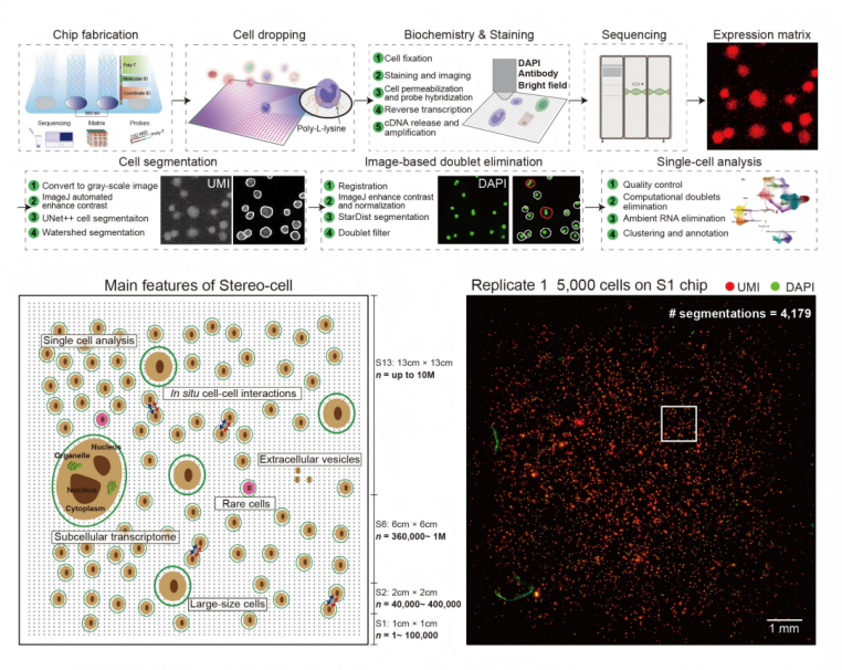 全球首创、自主研发：国产细胞组学 Stereo-cell 技术新突破，被誉为“生命浑天仪”