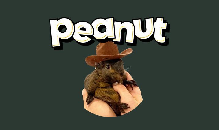 松鼠币(PNUT)是什么？能否达到$10？PNUT币价格预测