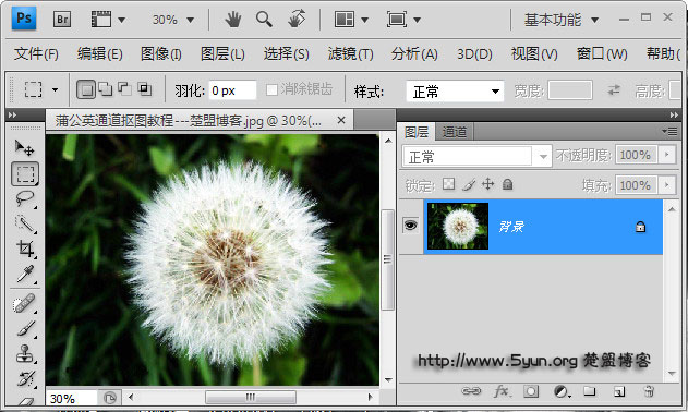 如何用ps通道来快速完成抠图蒲公英?