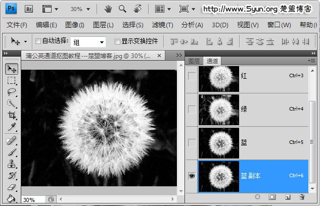 如何用ps通道来快速完成抠图蒲公英?