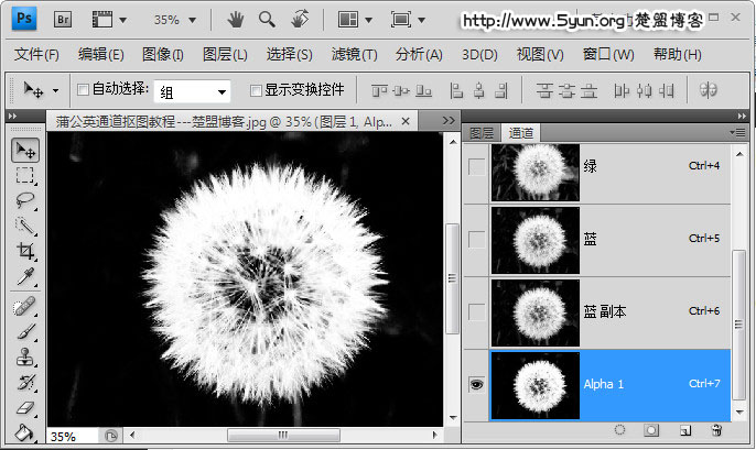 如何用ps通道来快速完成抠图蒲公英?