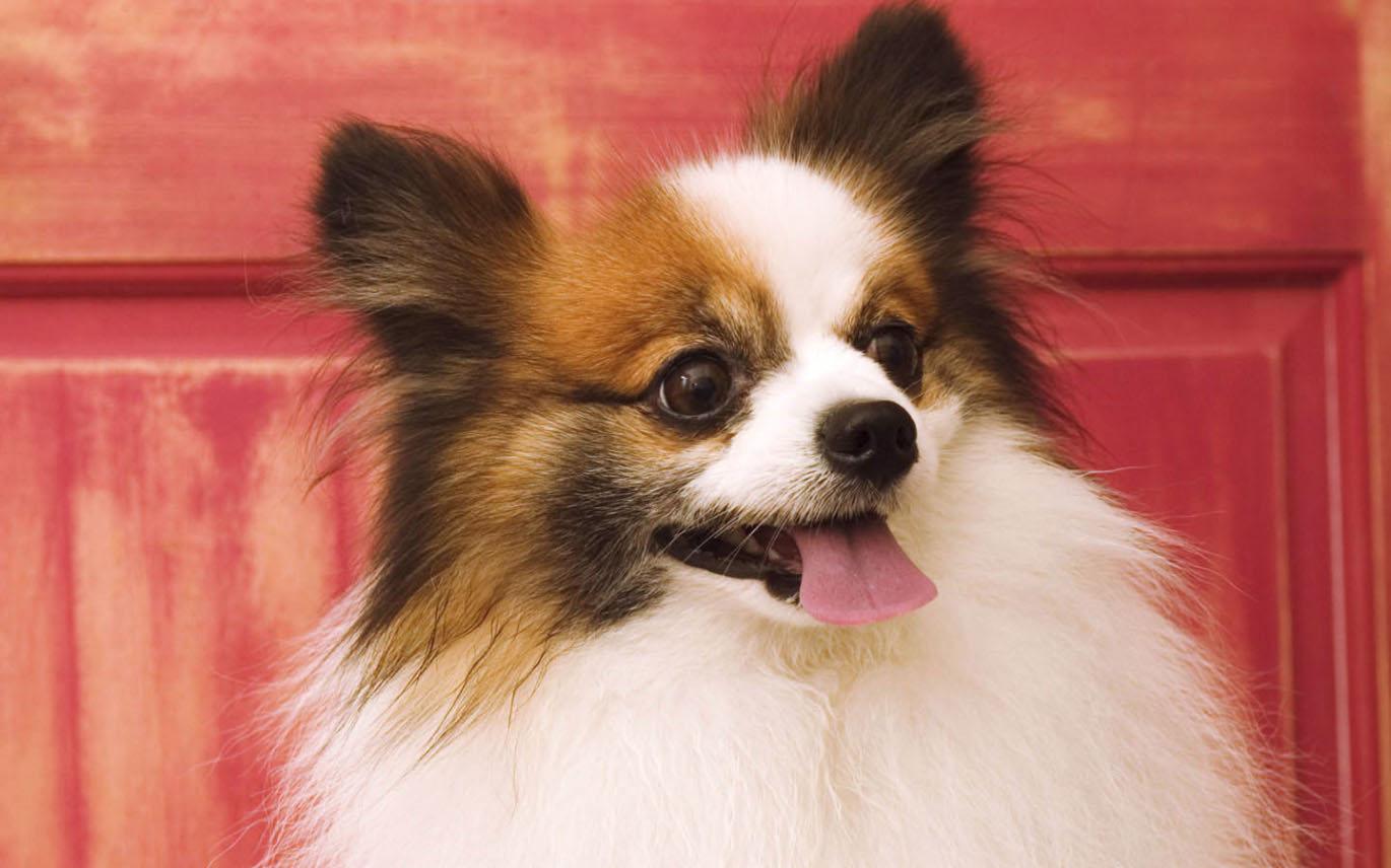 如何抠出小花狗呢?使用PS抠出可爱的小花狗教程