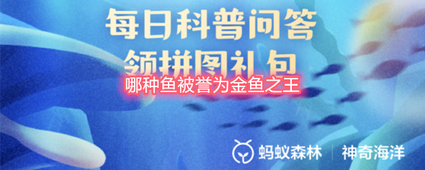 哪种鱼被誉为金鱼之王