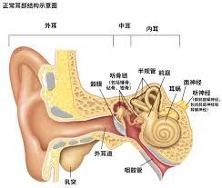 耳朵听见声音离不开哪种细胞帮助