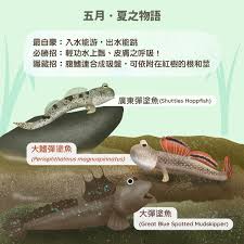 弹涂鱼为何叫弹涂鱼