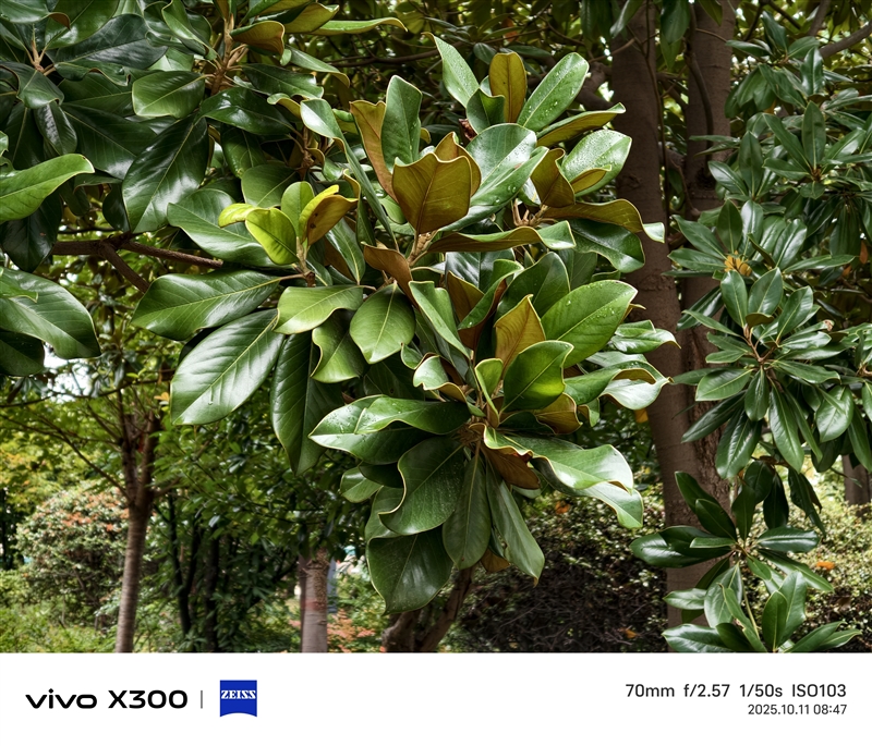 完美小屏影像旗舰！vivo X300手机评测：随手一拍就有德味 高阶技巧信手拈来
