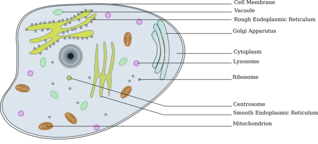 Cross-section of an animal cell with various components labelled, including cell membrane, ribosome, mitochondrion, and so on.