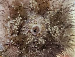 亚里士多德提灯是哪种海洋动物摄食器官