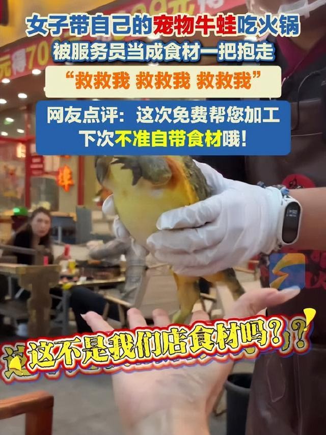 女子带宠物蛙就餐被店员误认是食材：安徽火锅店上演一场乌龙