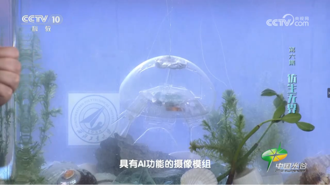 通体透明、重 56 克，西北工业大学研制出仿生水母机器人
