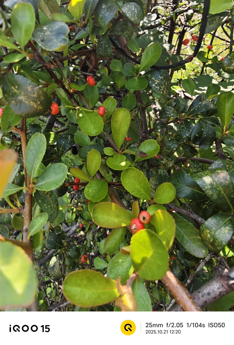 从性能机到水桶旗舰！ iQOO 15评测：双芯算力+全场景优化 不止游戏强机