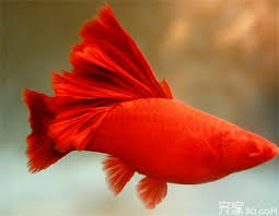 红剑鱼为什么叫红剑鱼