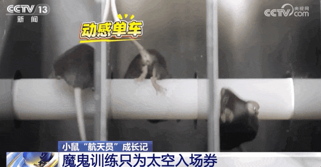 4 只小鼠“航天员”要上中国空间站，“魔鬼训练”画面曝光