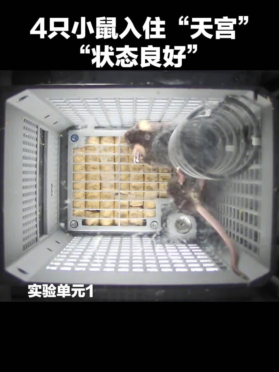 我国四只鼠鼠“航天员”档案公布，目前状态活泼“感觉”良好