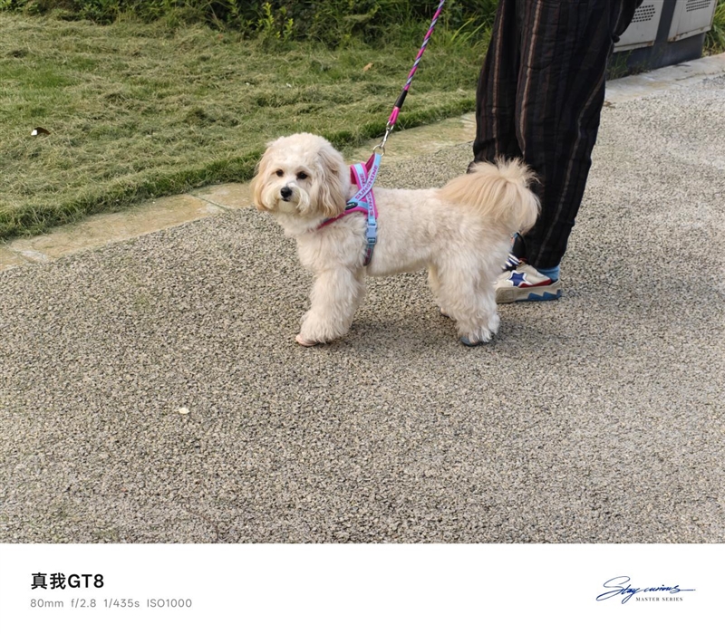 2K档最强性能!真我GT8评测:越级挑战的骁龙8至尊版