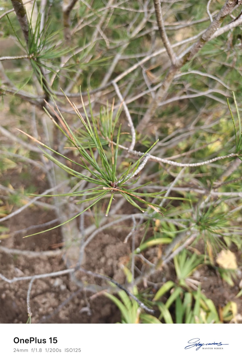 性能至上! 一加 15评测:风驰游戏内核赋能 第五代骁龙8至尊版释放极致战力