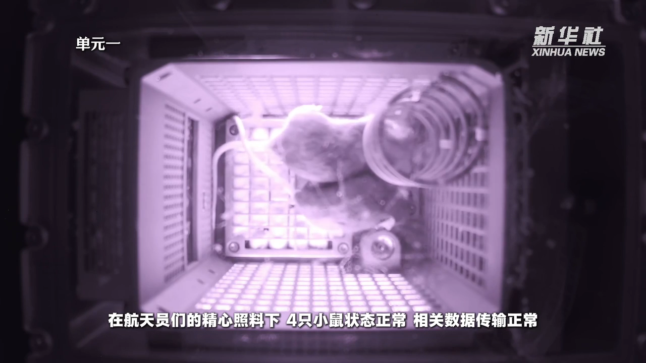 鼠鼠我啊上太空啦：小鼠“航天员”相关科普及镜头公布