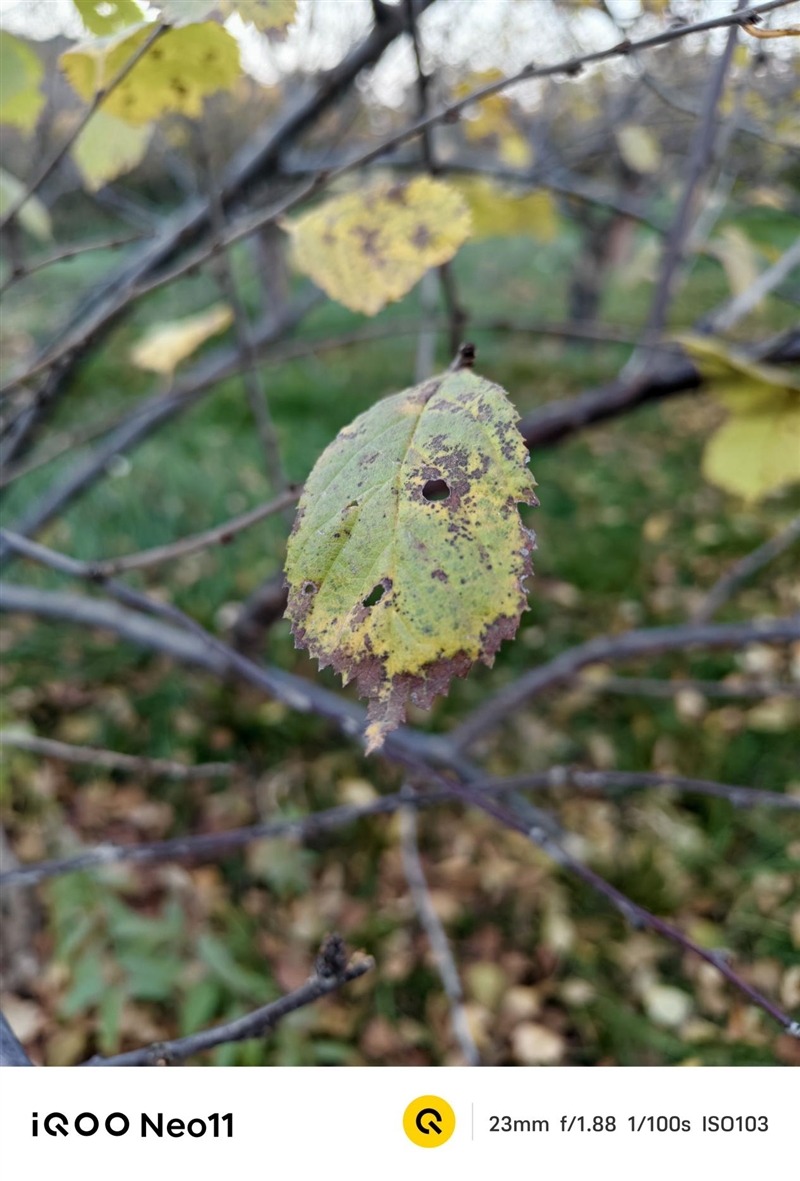 骁龙8至尊版+Q2独显芯片! iQOO Neo11评测:首批144Hz《王者荣耀》