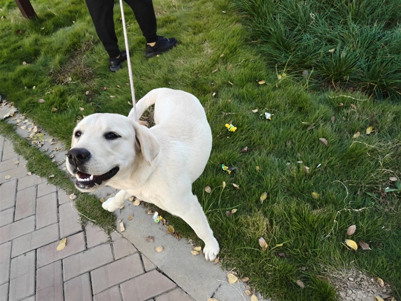 同档唯一165Hz!一加Ace 6评测体验:打游戏的不二之选