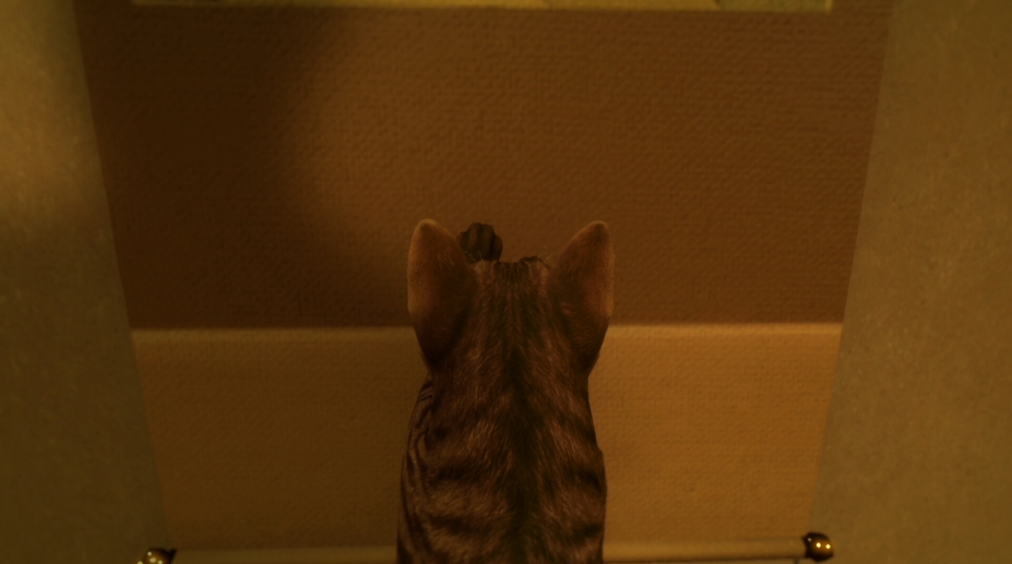 猫还在逃吗？绿色中文版