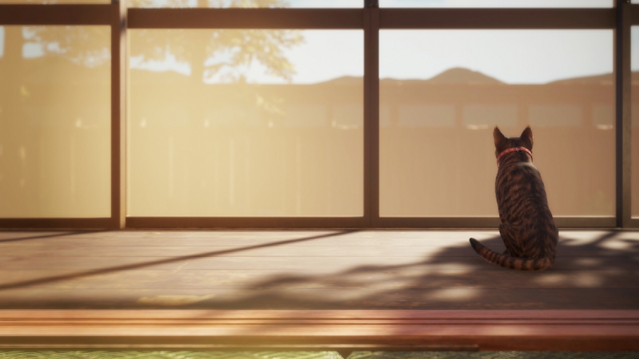 猫还在逃吗？绿色中文版