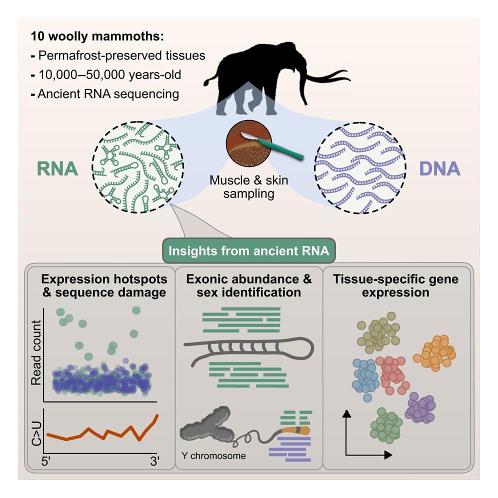 迄今最古老：科学家首次从 3.9 万年前猛犸象遗骸中成功提取 RNA