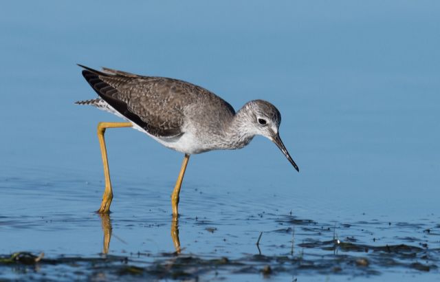 隐藏第七感：科学家首次发现人类同样具备鸟类的“远程触觉”，无需接触也能感知隐藏物体