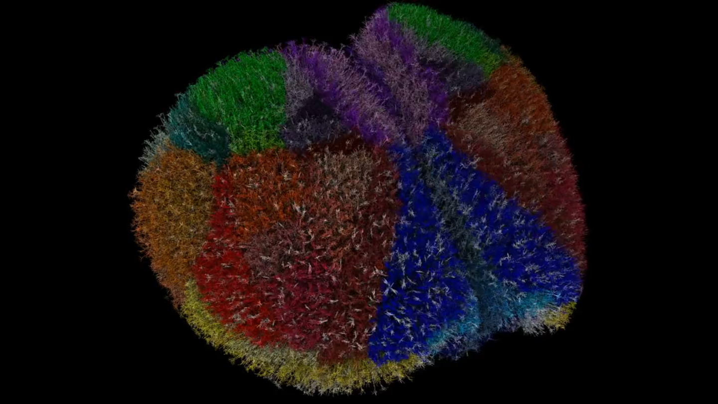 科学家构建迄今规模最大动物大脑模拟系统：完整复现小鼠 900 万神经元、260 亿个突触