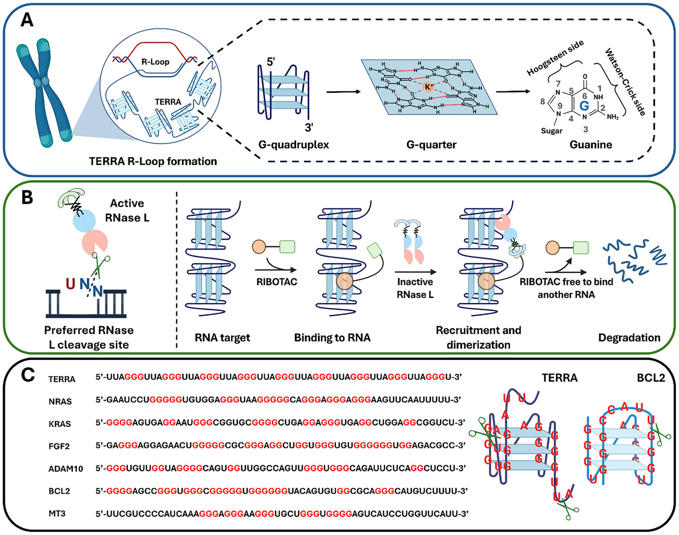科学家开发出首个能摧毁癌细胞“永生”RNA 的药物