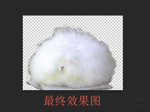 ps完美抠出安哥拉长毛肥兔图片教程