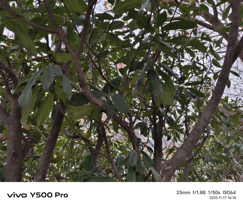 2亿像素的国民小旗舰！vivo Y500 Pro评测：超耐用超给力