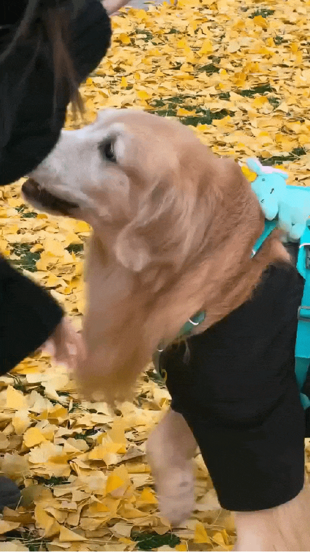 实况拍照这么玩超出圈 OPPO Reno15系列实况人像可玩性有多强 ？