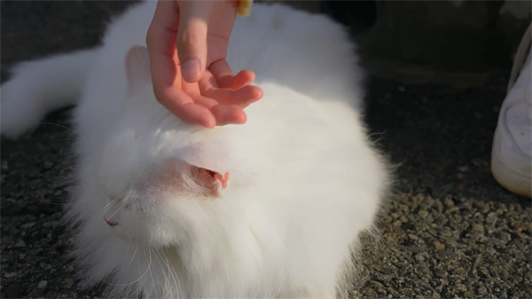 阿西美女室友竟然2第二章全流程攻略