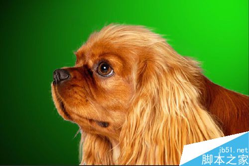 PS6如何完美的抠动物毛发