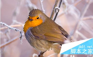 ps怎么抠图换背景 photoshop抠图教程 3