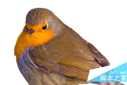 ps怎么抠图换背景 photoshop抠图教程 4