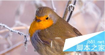 ps怎么抠图换背景 photoshop抠图教程 6