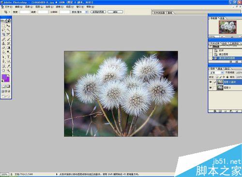 怎样用PS通过抽出快速抠出毛茸茸的蒲公英图片？