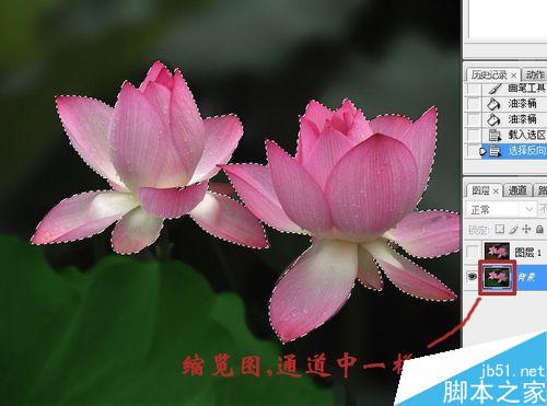 PS利用通道抠图——抠出荷花