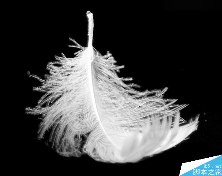 Photoshop巧用色阶快速的抠出羽毛效果图,PS教程,思缘教程网